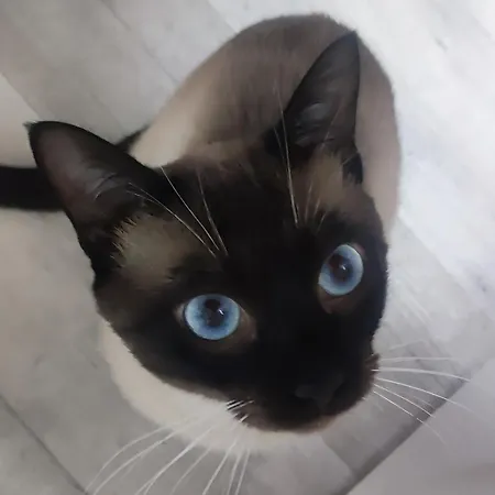 Country house Mascotas Brais *